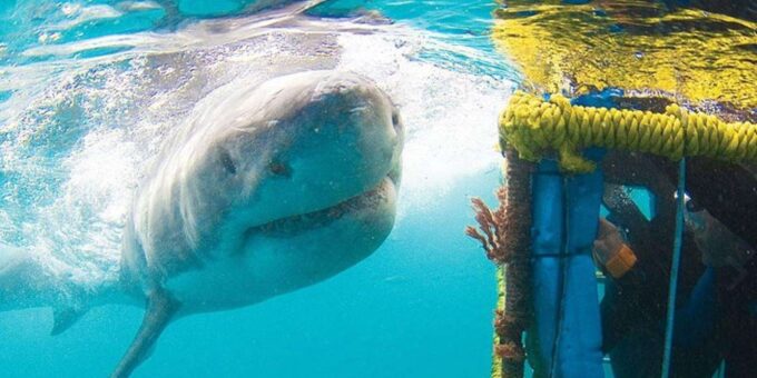 Full Day Private: Shark Cage Diving - Conservation Efforts