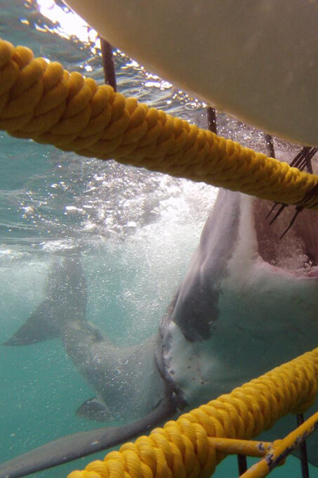 Full Day Private: Shark Cage Diving - Frequently Asked Questions