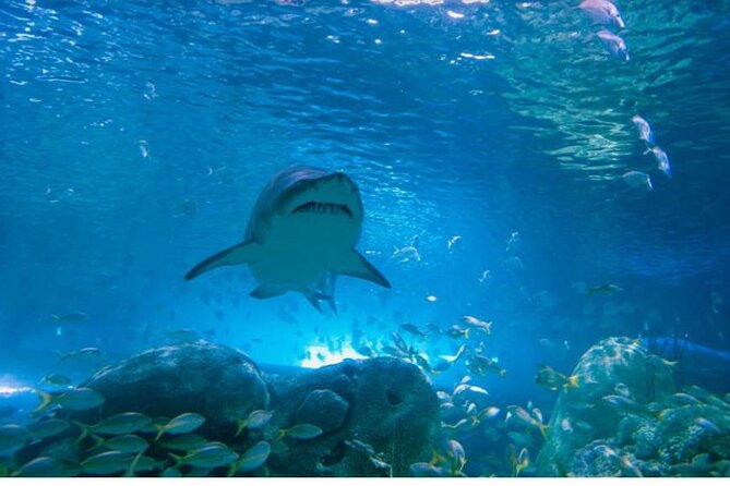 Full Day Private Sightseeing Tour in Toronto - Operating Hours and Accessibility