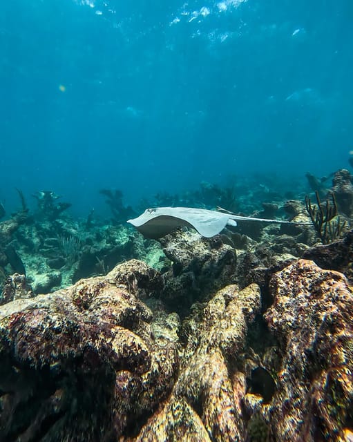 Full-Day Private Snorkel Tour in Tulum and Sian Kaan - Panoramic Navigation and Snorkeling