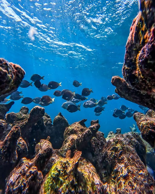 Full-Day Private Snorkel Tour in Tulum and Sian Kaan - Wildlife Watching in Natural Habitats