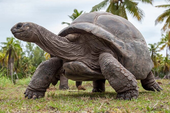 Full-Day Private Stone Town +Spice Farm and Prison Island Tour - Pickup and Start Time