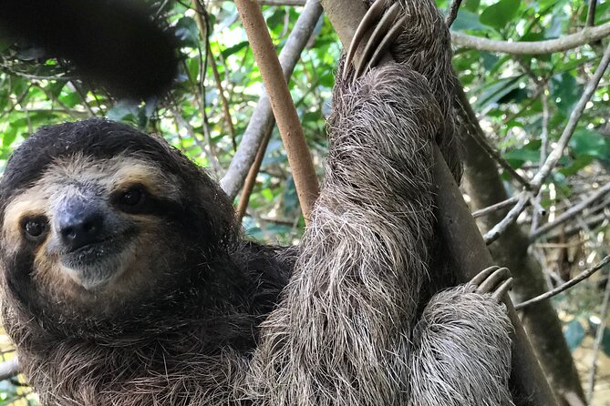 Full Day Private Tortuguero Canal and Zipline Adventure in Limon - Inclusions and Pickup Information