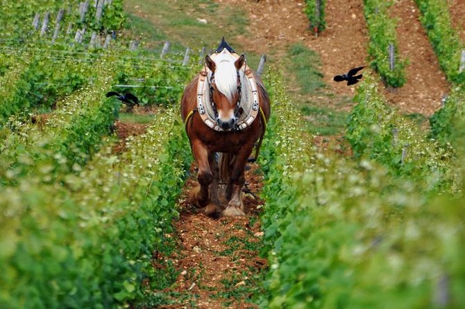 Full-Day Private Tour, 6 Premier and Grand Cru Wines, The Best of Burgundy - Pickup and Transport