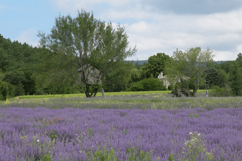 Full Day Private Tour From Avignon - Key Points