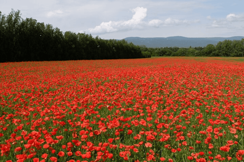 Full Day Private Tour From Avignon - Inclusions and Additional Costs
