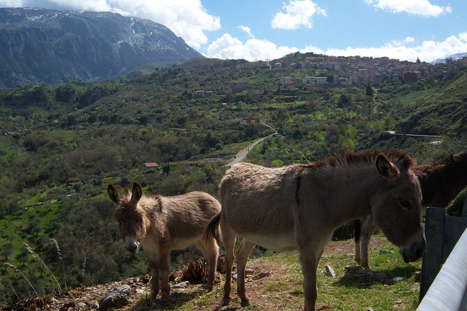 Full Day Private Tour in Medieval Villages and Vineyard in Cefalù - Booking Information