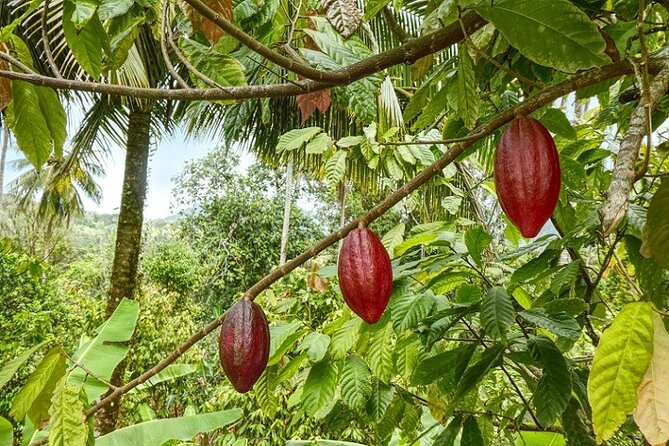 Full-Day Private Tour in Miches and La Jarda Waterfall Experience - Traveler Experiences and Feedback