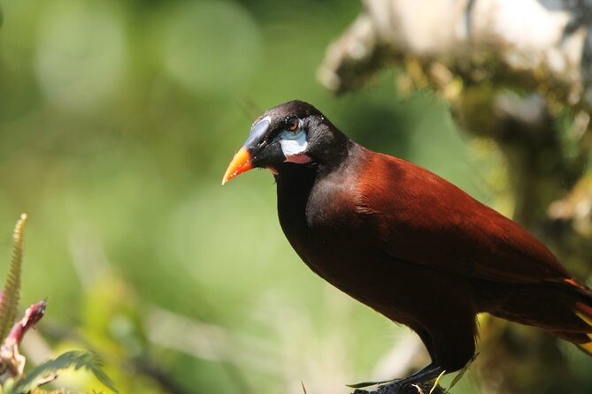 Full Day Private Tour in Monteverde, Costa Rica - Monteverde Cloud Forest Exploration
