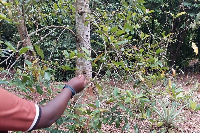 Full Day Private Tour in Stone Town+Prison Island and Spice Farm - Tour Overview