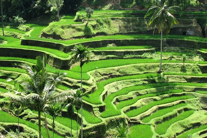 Full-day Private Tour in Ubud - Additional Information