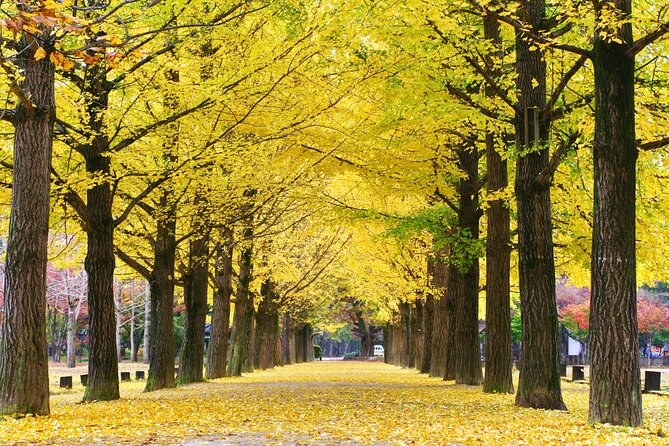 Full Day Private Tour Nami Island, Garden & Petite France - Highlights of Nami Island
