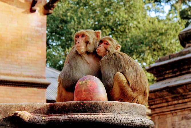 Full Day Private Tour of Kathmandu - UNESCO World Heritage Sites - Why Book This Tour