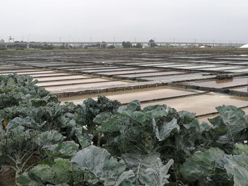 Full Day Private Tour of Olive Oil , Salt Flats and Winery - Transportation and Accessibility