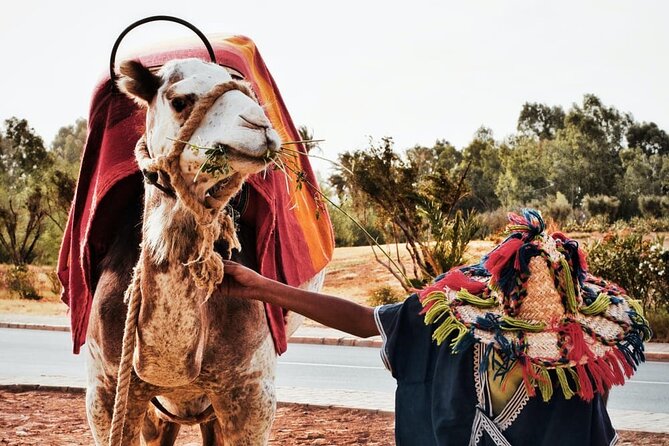 Full Day Private Tour of Tangier - Pickup Details