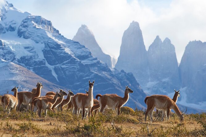 Full Day Private Tour of Torres Del Paine National Park - Key Points