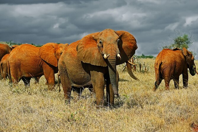 Full-Day Private Tour of Tsavo East National Park From Mombasa - Wildlife Sightings