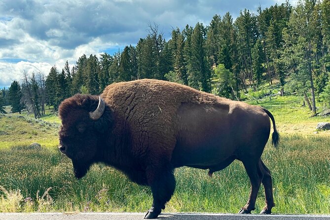 Full-Day Private Tour of Yellowstone - Meeting and Pickup