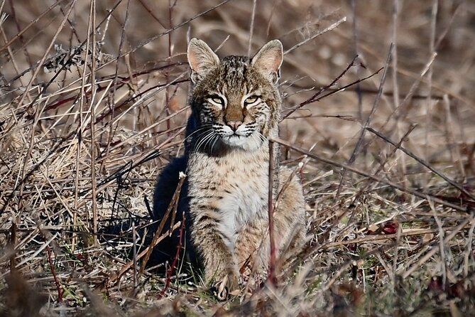 Full-Day Private Tour to Alligator River National Wildlife Refuge - Wildlife Spotting Opportunities