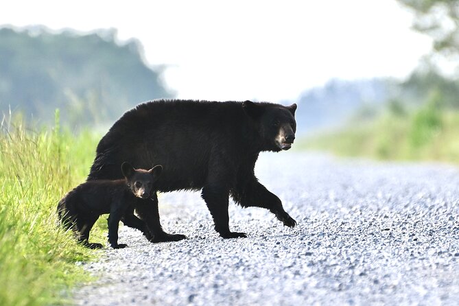 Full-Day Private Tour to Alligator River National Wildlife Refuge - Biologist-Led Expertise