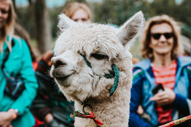 Full Day Private Tour to Chimborazo and La Moya Community - Meeting and Pickup