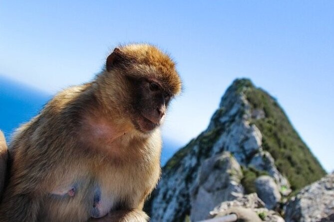 Full Day Private Tour to Gibraltar From Malaga - Tour Schedule