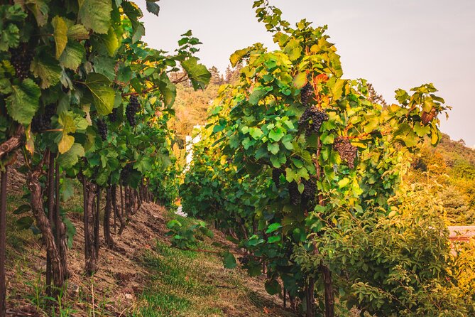 Full Day Private Tour to Kutná Hora With Wine Tasting - Tour Participant Requirements
