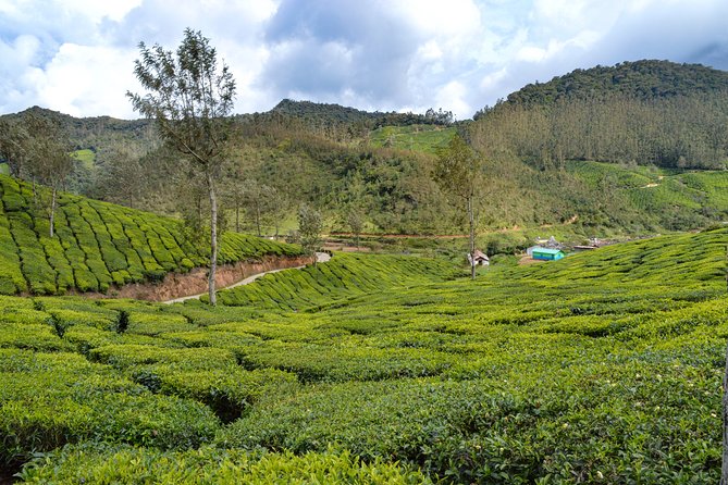 Full-Day Private Tour to Munnar From Kochi With Lunch - Tour Overview and Highlights