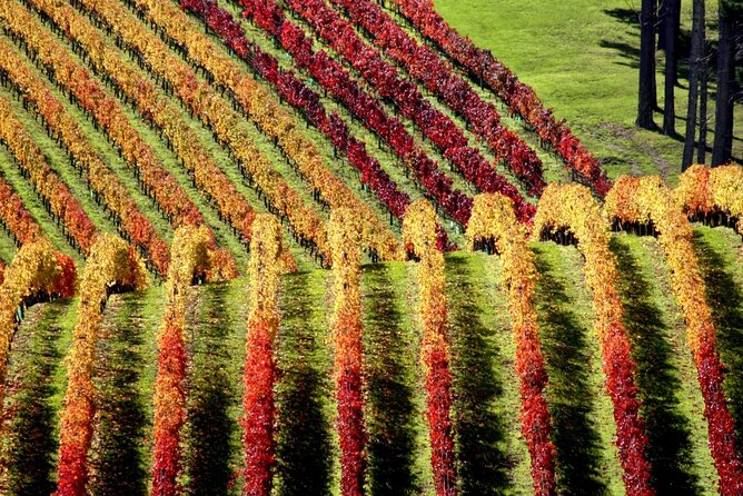 Full Day Private Waiheke Island Wine Tour Including Lunch - Meeting and Pickup