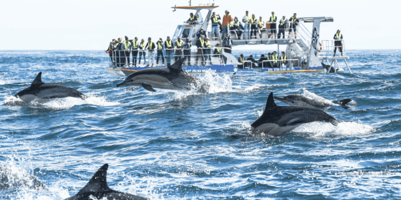 Full Day Private Whale Watching, Penguin, & Cage Diving Tour - Key Points