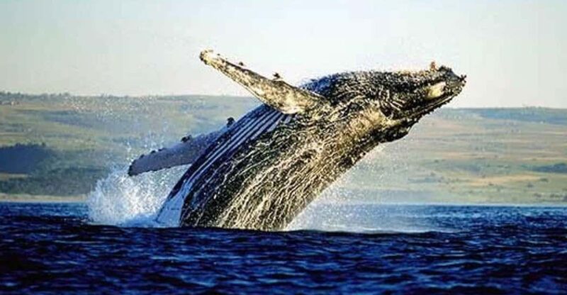 Full Day Private Whale Watching, Penguin, & Cage Diving Tour - Itinerary Highlights