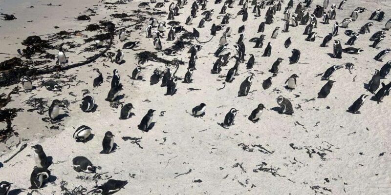 Full Day Private Whale Watching, Penguin, & Cage Diving Tour - Stony Point Penguin Colony