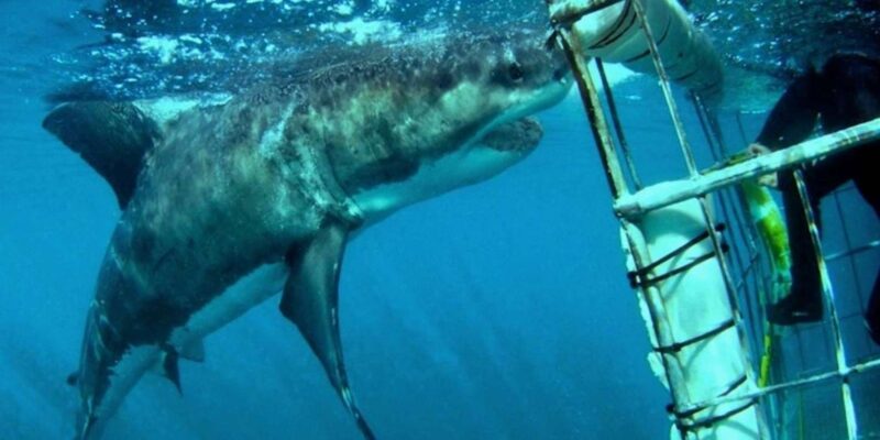 Full Day Private Whale Watching, Penguin, & Cage Diving Tour - Hermanus Whale Watching