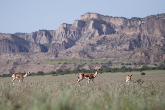 Full-Day Private Wilderness Tour in Vashlovani National Park - Additional Info