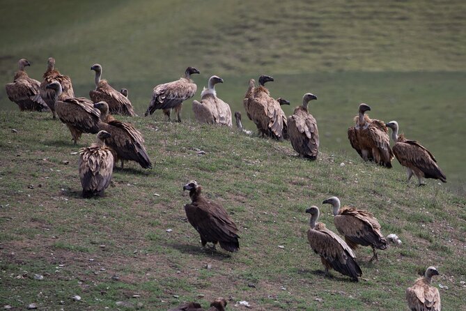 Full-Day Private Wilderness Tour in Vashlovani National Park - Meeting Point