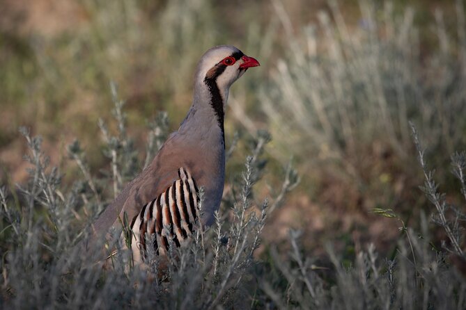 Full-Day Private Wilderness Tour in Vashlovani National Park - Activities and Exploration