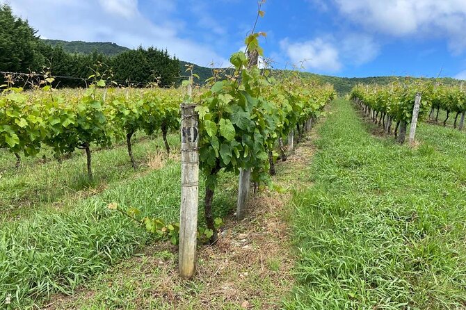 Full-Day Private Wine Tasting Tour in La Rioja With Lunch - Visiting the Medieval Town of Laguardia