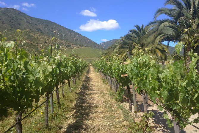 Full Day Private Wine Tour Casablanca Valley From Santiago - Vineyards Visited