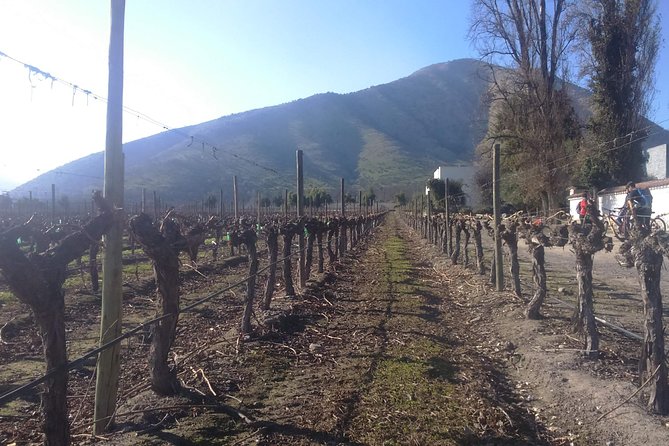 Full Day Private Wine Tour Casablanca Valley From Santiago - Lunch at Tanino Restaurant
