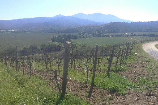 Full Day Private Wine Tour - Explore Santiagos Vineyards