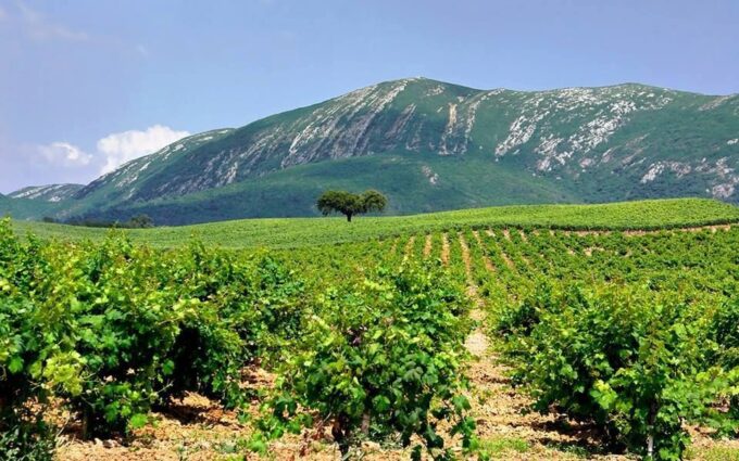 Full Day Private Wine Tour in Arrabida - Bacalhôa Winery