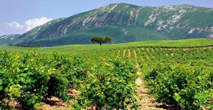 Full Day Private Wine Tour in Arrabida - Frequently Asked Questions