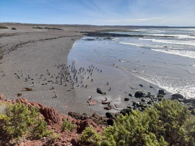 Full Day Punta Tombo + Valley - Important Information