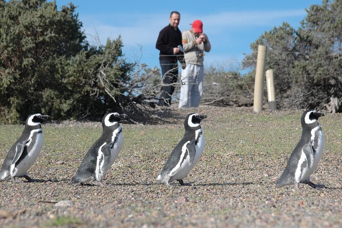 Full Day Punta Tombo - Walking Among Penguins Experience - Madryn - Company Background and Mission