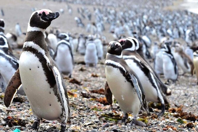 Full Day Punta Tombo - Walking Among Penguins Experience - Madryn - Accessibility of the Tour