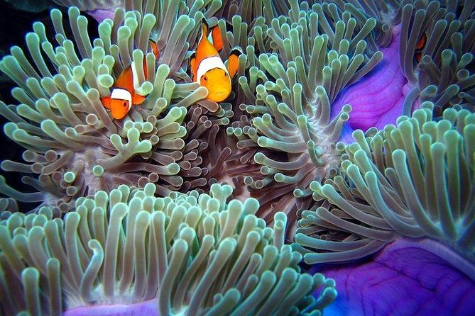 Full-Day Racha Noi and Racha Yai Snorkeling From Phuket - Safety and Accessibility