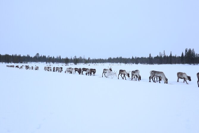 Full-Day Reindeer Tour With Pickup in Kiruna - Reindeer Feeding and Care