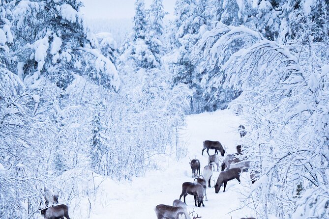 Full-Day Reindeer Tour With Pickup in Kiruna - Pickup Locations in Kiruna