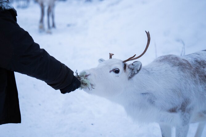 Full-Day Reindeer Tour With Pickup in Kiruna - Confirmation and Accessibility