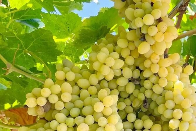 Full-Day Rhodes Island Tour With Wine Tasting Experience - Taste Local Products